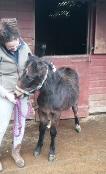 DHP filly foal looking for her project / forever home