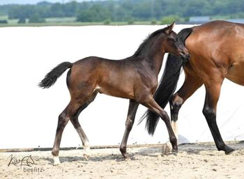 Hannoveraner Stutfohlen 4/25