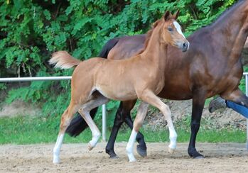 Reitpony Stutfohlen, Peggy Maaß, Konie na sprzedaż, Brockel