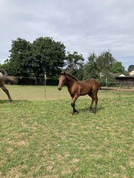 Appaloosa Stutfohlen