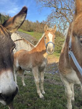 Haflinger Sutfohlen, Magdalena Gressenbauer , Konie na sprzedaż, Großraming 