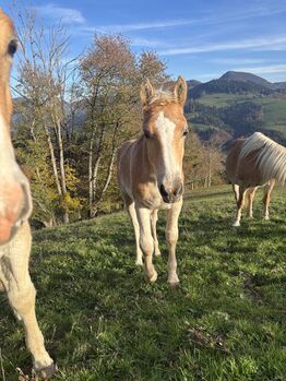 Haflinger Sutfohlen