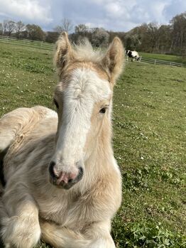 Irish Cob Stutfohlen, Verena Amacker, Konie na sprzedaż, Genevrey