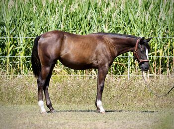 Paint Horse Jährligsstute, Flora, Konie na sprzedaż, Obergrünburg