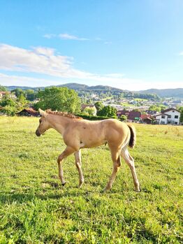 Quarterhorse Stutfohlen