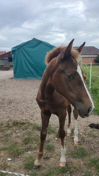 Dressur Stutfohlen Dunkelfuchs, Daniela, Konie na sprzedaż, Oebisfelde