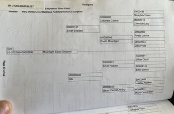 Class 1 Connemara Mare