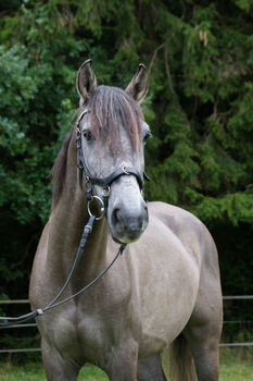 Kleiner Charmeur mit großem Herzen, Elke Heberling, Horses For Sale, Schramberg-Sulgen