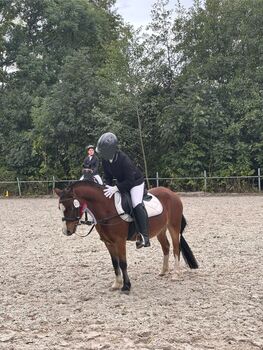 Kleiner Mann sucht neues zu Hause, Melissa , Horses For Sale, Leipzig