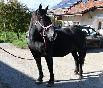 Kleine Noriker Rapp Stute, Manuela KUBNY , Pferd kaufen, Küßnach 
