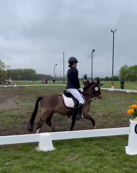 Kleiner Mann sucht neues zu Hause