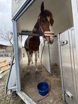 Kleines Herz auf vier Hufen sucht ihr Für-Immer-Zuhause 🏡 🐴