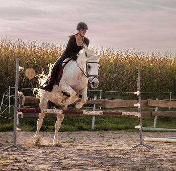Kleinpferd für Freizeitreiter oder Schulbetrieb, Stephanie, Horses For Sale, Klagenfurt,07.Bez.:Viktringer Vorstadt