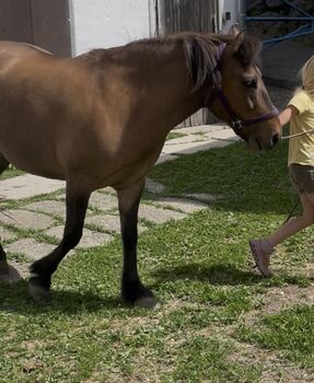 Kleinpferd/Pony Wallach