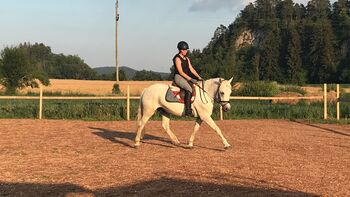 Kleinpferd für Freizeitreiter oder Schulbetrieb