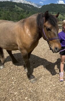 Kleinpferd/Pony Wallach, Bettina, Pferd kaufen, Weißenbach bei Liezen