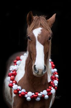Kleines Herz auf vier Hufen sucht ihr Für-Immer-Zuhause 🏡 🐴, Anna, Horses For Sale, Waldneukirchen