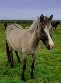 Bunt plus viel Charakter und schöne Bewegungen, Islandpferde-aus-Island, Horses For Sale, Südisland
