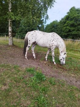 Knabstrupper Hengst