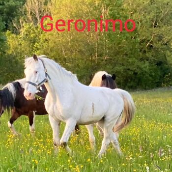 Knabstrupper, Erika , Horses For Sale, Oberwang