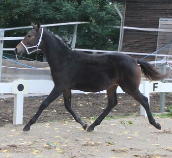 Knabstrupper Hengst Absetzer, Barbara Würtz-Pielmeier , Horses For Sale, Naila OT Culmitz