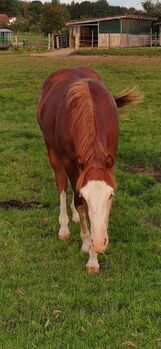 Bildhübscher Quarter-/Paint-Hengst mit Top-Reining-Abstammung