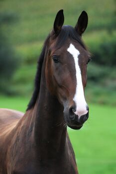 Hübscher Wallach, Anna Bischof, Horses For Sale, Sankt Peter am Kammersberg