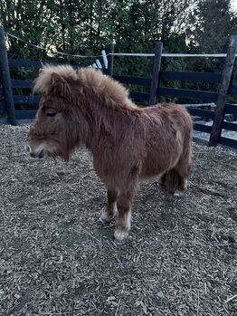 Hübscher Shettywallach ,,Nano“ sucht liebevolles zu Hause