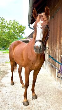 Hübscher Freizeitwallach mit Springbegabung!