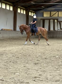 Hübscher Warmblut Wallach sucht ein neues Zuhause