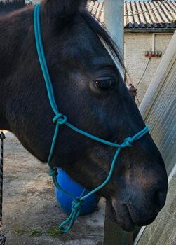 Knotenhalfter Pony, kleines Cob