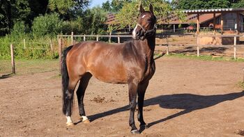 Verschmuste Stute von RIVERO II, Melanie, Horses For Sale, Antdorf
