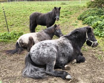 Schmuseponys zum Verlieben aus erster Hand