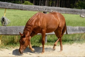 knuffiger, kluger Quarter Horse Hengst, Kerstin Rehbehn (Pferdemarketing Ost), Pferd kaufen, Nienburg