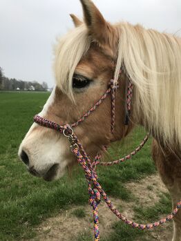 Knotenhalfter mit Zügel, Knotenreithalfter,  Barbara , Nosebands, Köln