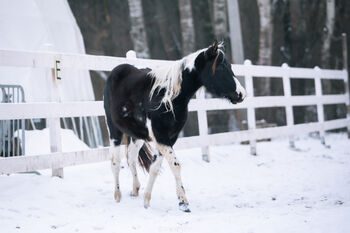 American Quarter Pony Stute, Angelika Bartalosová, Konie na sprzedaż, Bodíky