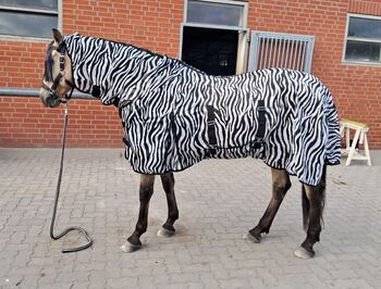 Zebra Fliegendecke Weide mit Halsteil und Bauchlatz, BTS Bywater International Clothing Zebra Fliegendecke Weide mit Halsteil und Bauchlatz, Reitartikelbörse (Reitartikelbörse - Onlineshop für Wanderreiter), Ochrona koni przed owadami , Grevenbroich
