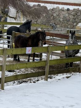 Liebevolle Ponystute zum Weiterausbilden
