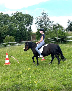 Liebe Ponystute sucht neues 5* Zuhause