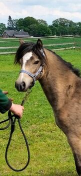 Liebes Kinderpony❗❗ Welsh A Stute!!!!!!, Kerstin , Konie na sprzedaż, Bakum