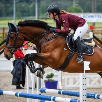 Herzenspferd & verlässlicher Lehrmeister