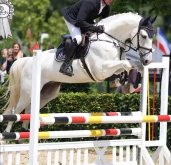 Schleifensammler für den gr Sport, Mariechen, Konie na sprzedaż, Köln