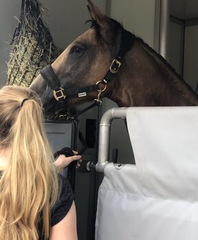 Pferdetransport gewerblich, stressfrei und sicher Renault Master 2 Pferdtransporrter 