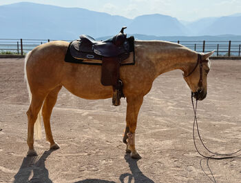 kompakte 4j Qh Stute mit Top Pedigree, angeritten - Zucht + Freizeit