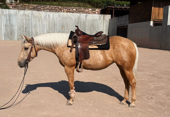 kompakte 4j Qh Stute mit Top Pedigree, angeritten - Zucht + Freizeit, Amelie Liegl, Pferd kaufen, Eppan