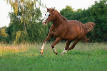 Kompakte, ausdrucksstarke Quarter Horse Mix Stute, Kerstin Rehbehn (Pferdemarketing Ost), Pferd kaufen, Nienburg