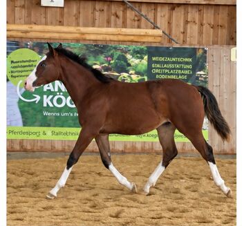 Kompaktes Muskelpaket mit bester Reining Abstammung und toller Optik, Kerstin Rehbehn (Pferdemarketing Ost), Pferd kaufen, Nienburg