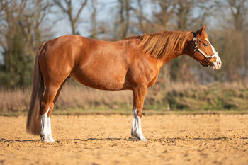 Kompakte, ausdrucksstarke Quarter Horse Mix Stute