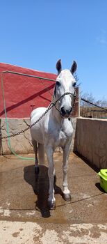 Caballo 18 años, Rocío , Konie na sprzedaż, Vecindario 