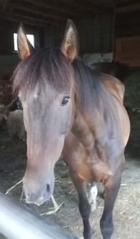 PRE Beistellpferd, Barbara, Konie na sprzedaż, Helfenberg